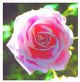 les fleurs