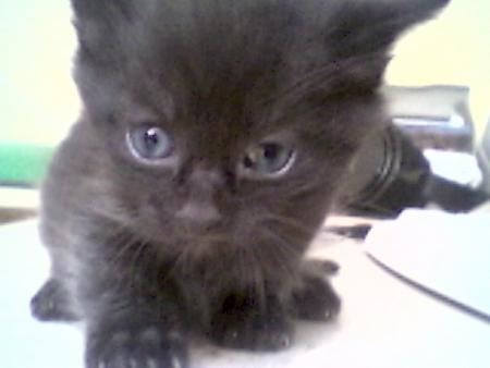 les chats